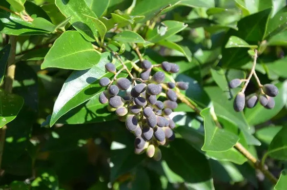 98% Herbal Extract Powder Ligustrum Lucidum Extract Oleanolic Acid