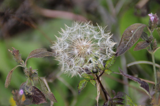 Professional Manufacture Supply High Quality Natural Dandelion Extract Dandelion Powder Root Extract Polysaccharide Flav